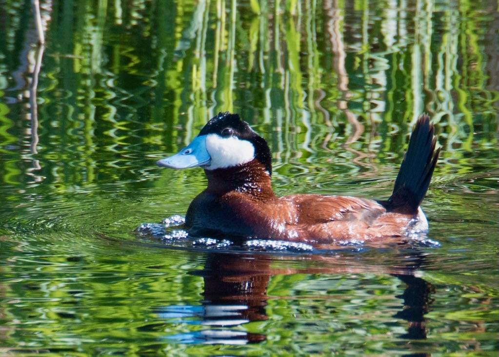 Ruddy Duck by Velvet Shearer/USFWS Mountain Prairie is licensed under CC BY 2.0.